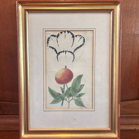 Vintage Botanical Print Framed Art | J & J Parkin Print | Antique Floral Art - Picture 1 of 5